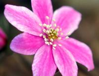 Mid pink and white flowers